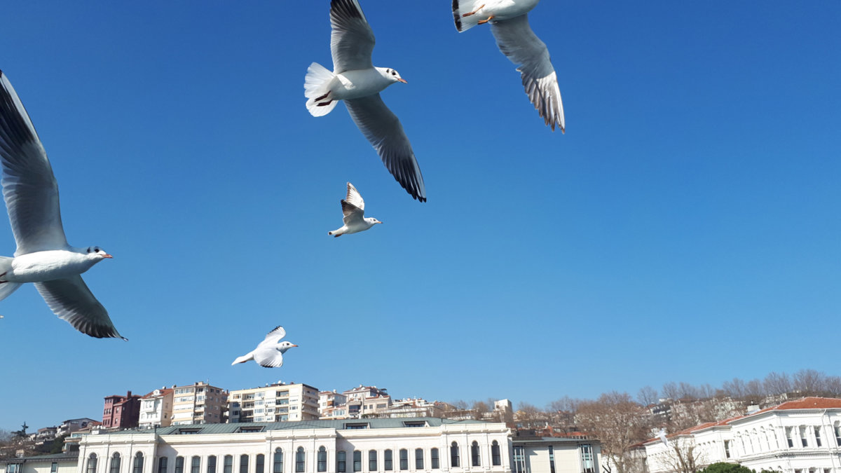 seagulls flying over the blue sky of Istanbul.