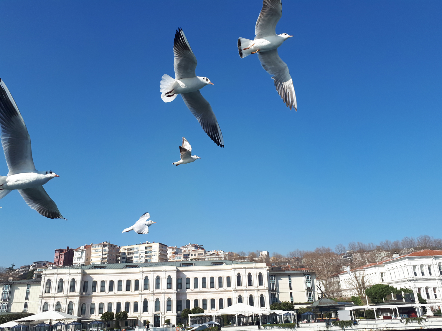 seagulls flying over the blue sky of Istanbul.
