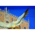 Herring gull painting with Venetian background