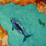 Whale art, painting