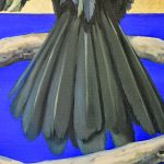 Dettaglio cormorano, olio su tela, Luciani